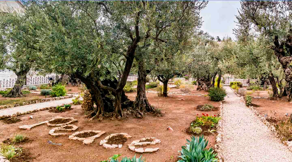 Olive trees in the Garden of Gethsemane and word "Peace" written on the ground
