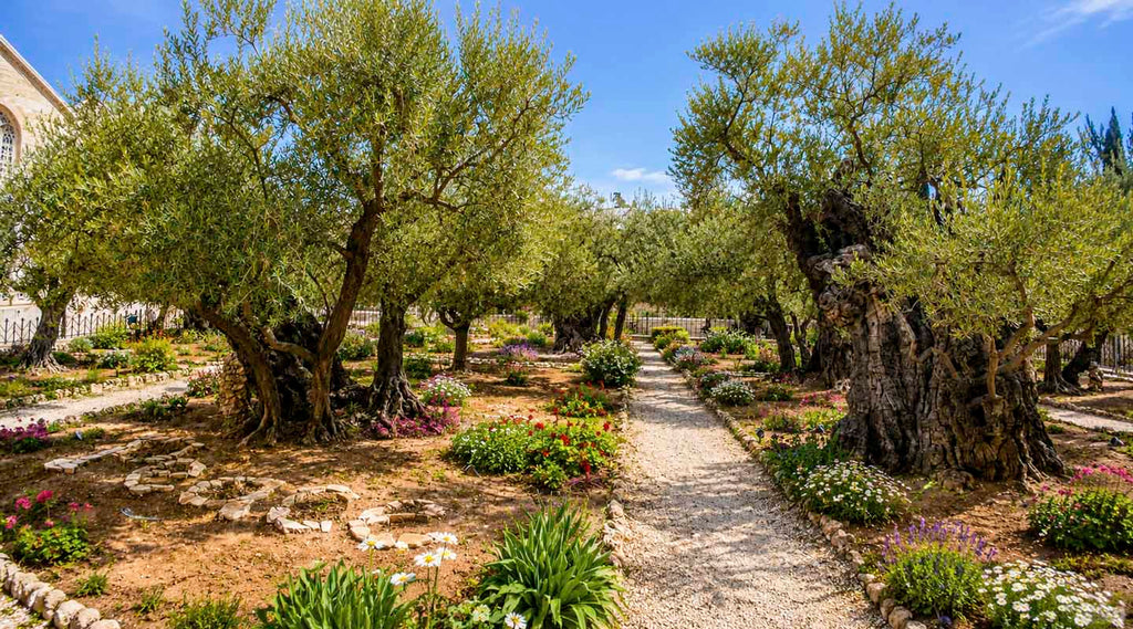 Olive trees in the Garden of Gethsemane and word "Peace" written on the ground