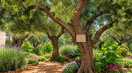 A lush garden scene with olive trees, a dirt path, green shrubs, and pink and white flowers.