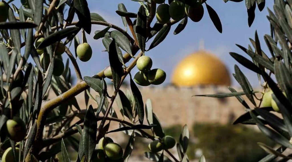 Dome of the Rock seen via olive branches