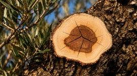 Olive wood try close up with grain details and a green brunch