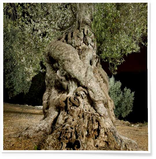 Majestic old olive tree in Jerusalem with twisted trunk and lush silvery-green leaves.