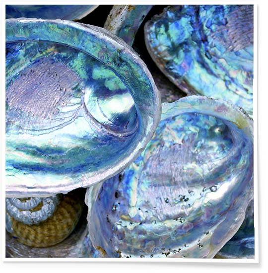 Close-up of beautiful bluish mother of pearl shells shimmering with natural iridescence.