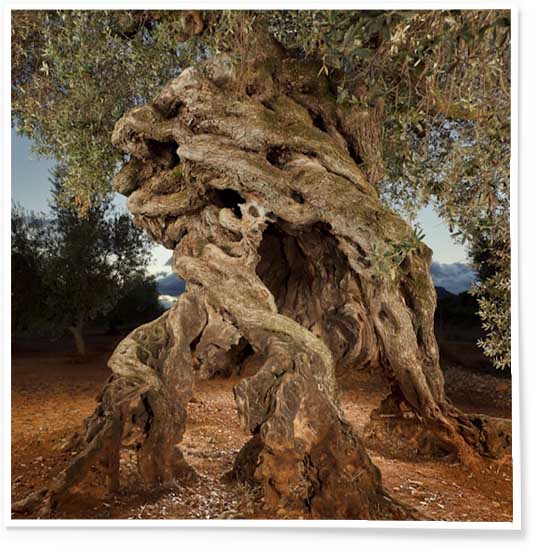Majestic antique olive tree in Bethlehem with twisted trunk and lush brown-green colours.