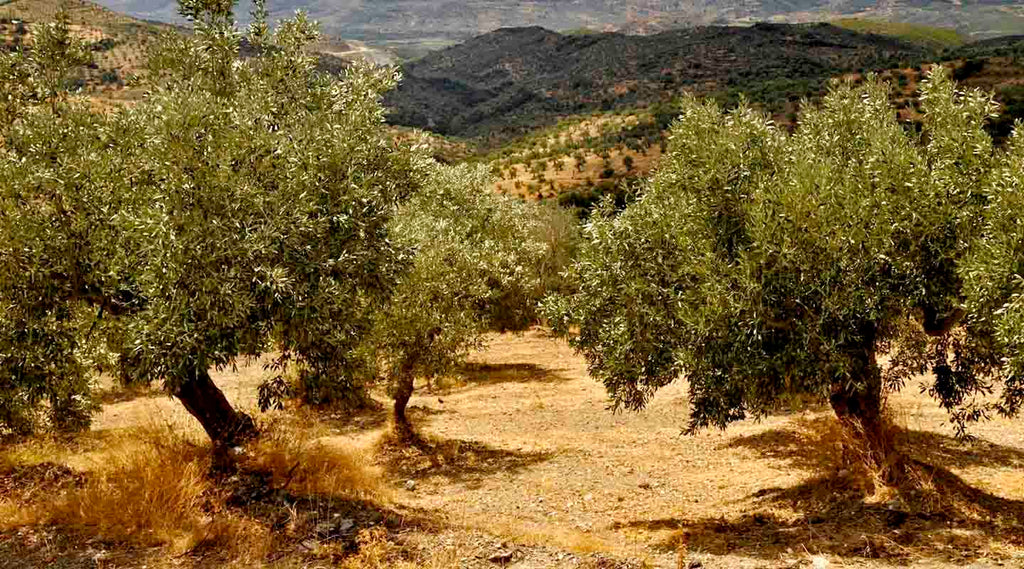 Olive wood filed of trees on a sunny day